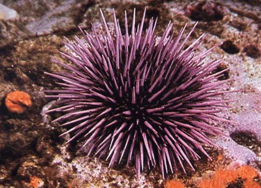 urchin.jpg (54K)